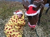 Allie and her horse