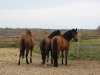My 3 Amigo's  Incendio, Manito, and Czar
