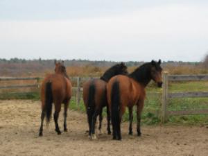 My 3 Amigo's  Incendio, Manito, and Czar