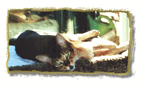 Ben on the cat tree