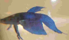 Office Betta