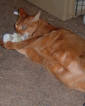 Nipped Out