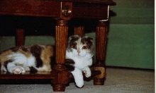 Scottish Fold, Missy