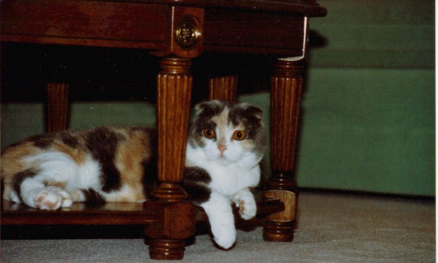 Scottish Fold, Missy