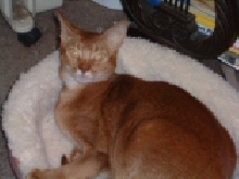Paloma in her new pillow