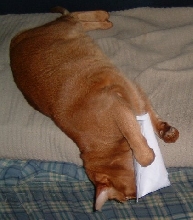 Paloma got her whee nip!