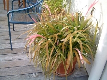 Mystery Plant