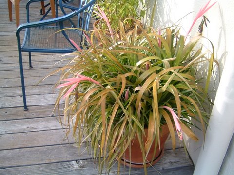 Mystery Plant