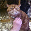 Cedar Rapids Cat Show