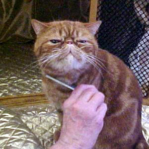 Cedar Rapids Cat Show