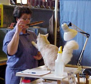 Cedar Rapids Cat Show