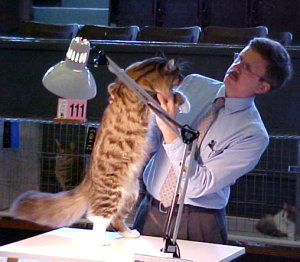 Cedar Rapids Cat Show