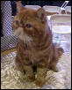 Cedar Rapids Cat Show