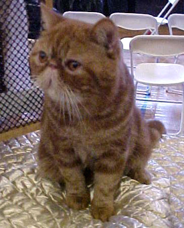 Cedar Rapids Cat Show