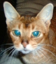 Sadie