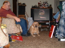 Sunny the Lab
