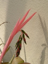 mystery plant blossom