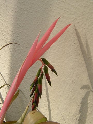 mystery plant blossom