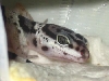 humid hide