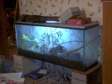 My Old Terrarium