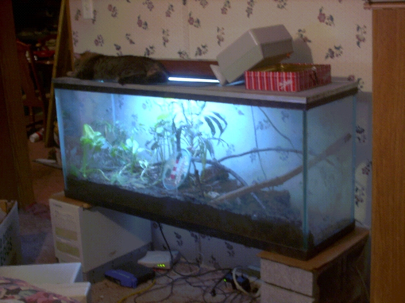 My Old Terrarium