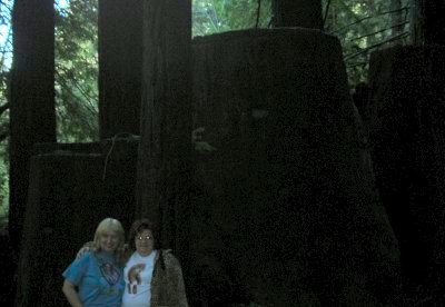 Meowzers & Puma by a Parent redwood tree