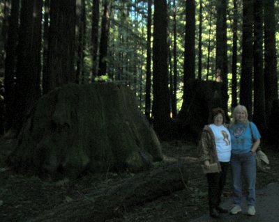 Puma & Meowzers by large Redwood Stump