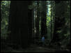 Puma's husband walking among redwoods