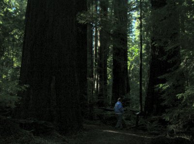 Puma's husband walking among redwoods