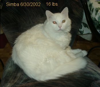 Beautiful Simba, 2002, still healthy