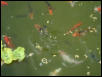 Koi in our Pond