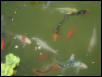 More Koi Feeding in Pond