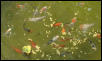 Koi Feeding in Our Pond