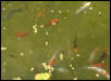 Koi Feeding in Our Pond
