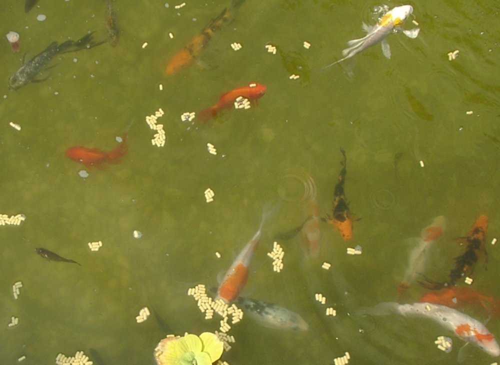 Koi Feeding in Our Pond