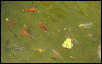 Koi Feeding   2 New Fish