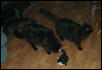 Midnight, BearBEar, & Mufasa playing with TuxKit