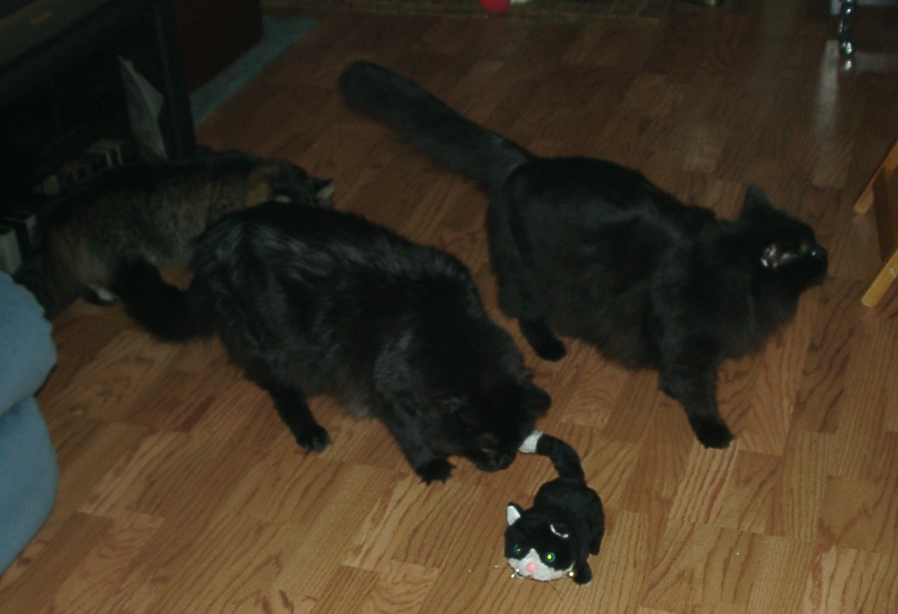 Midnight, BearBEar, & Mufasa playing with TuxKit