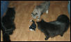 Midnight, Mufasa, Tornado & tuxkit