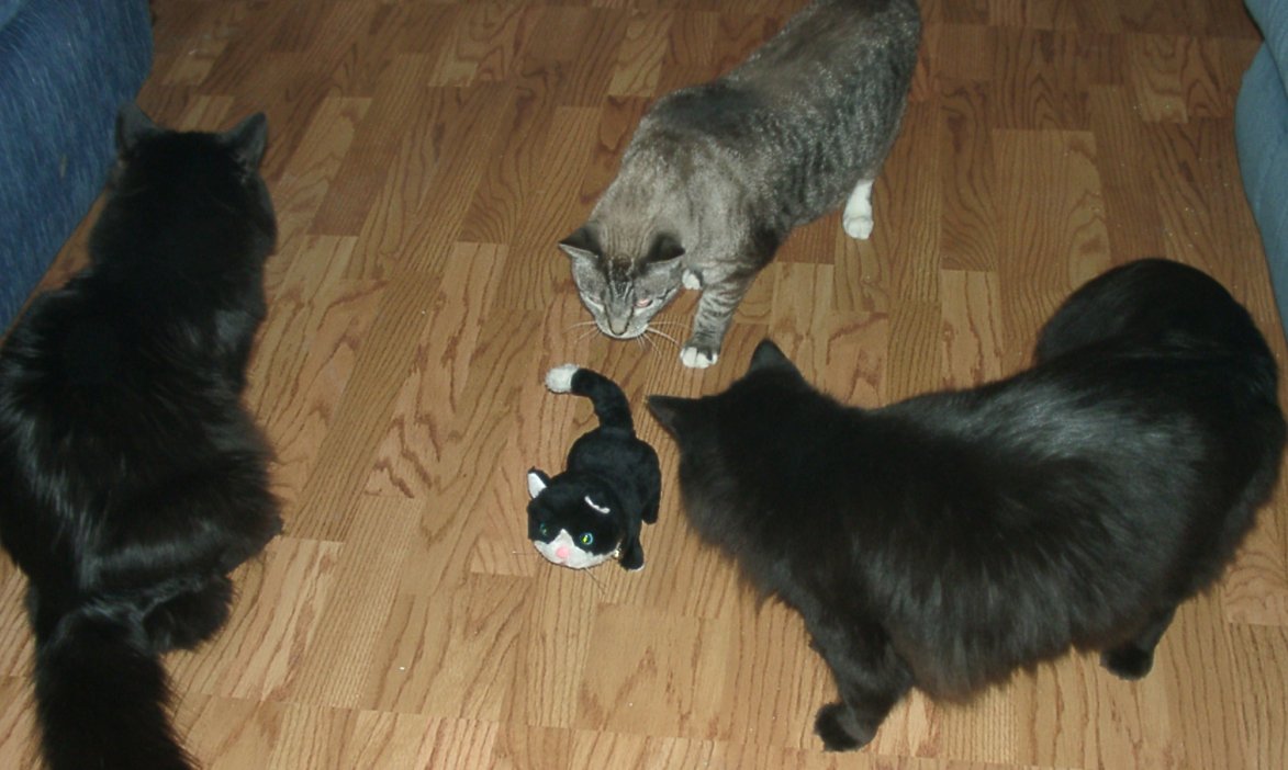 Midnight, Mufasa, Tornado & tuxkit