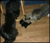 MIdnight, Mufasa, Tornado, & tuxkit