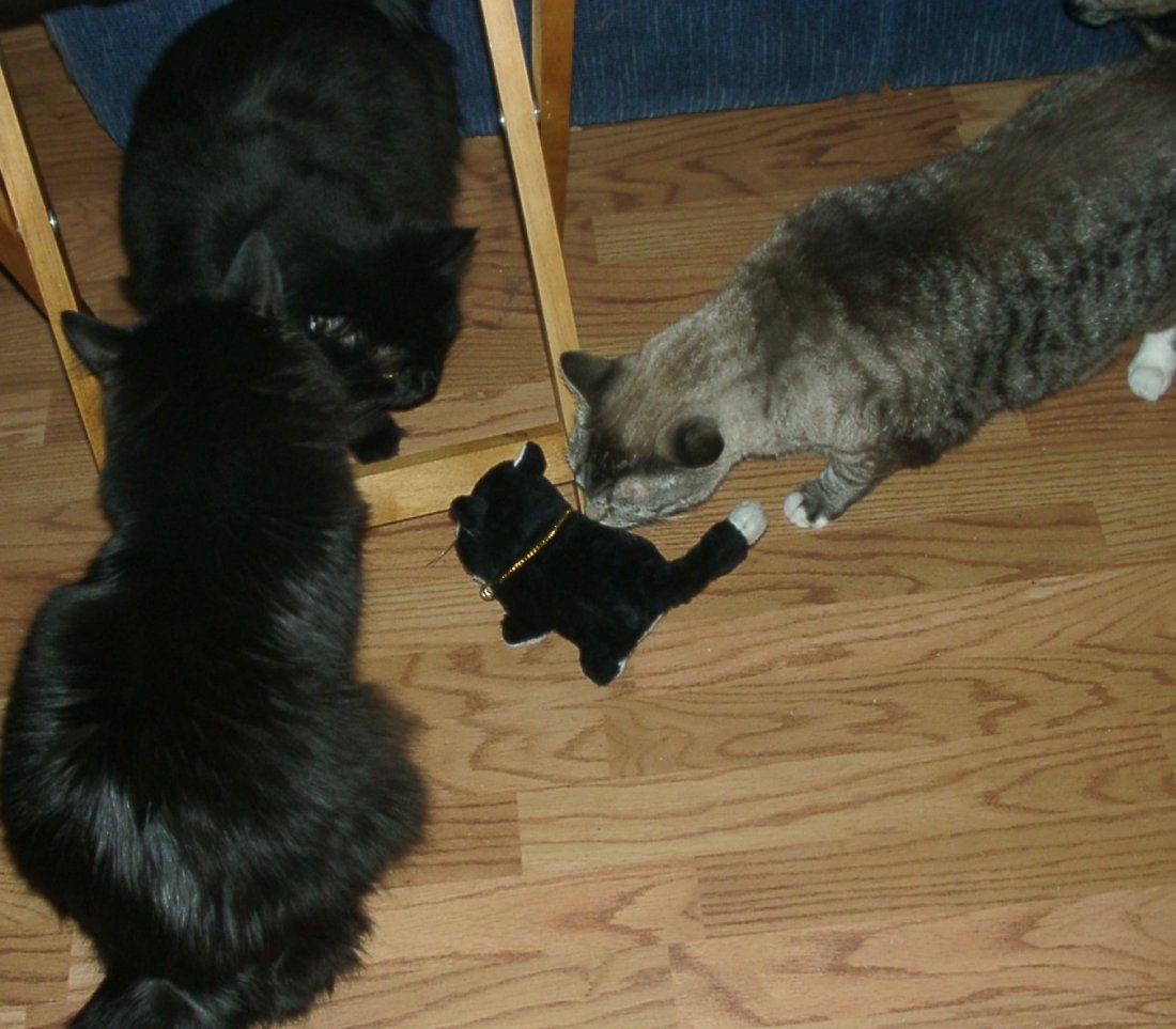 MIdnight, Mufasa, Tornado, & tuxkit
