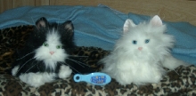 Fur Real Kits - front