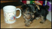 Mr. Bojangles (BoBo)