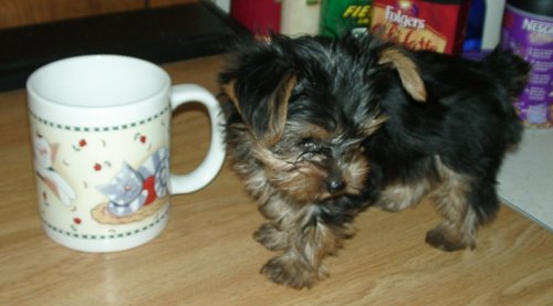 Mr. Bojangles (BoBo)