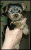 Mr. Bojangles (in Daddy's hands)