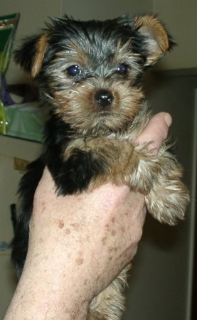 Mr. Bojangles (in Daddy's hands)