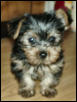Mr. Bojangles, sitting