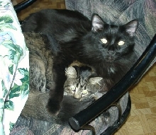 BearBear & Mufasa (MuMu)