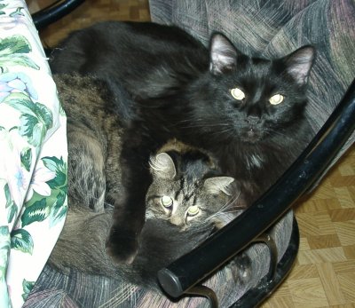 BearBear & Mufasa (MuMu)